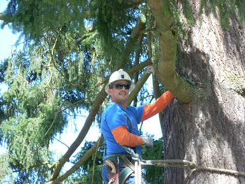 chet doing tree removal - Edmonds