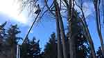 tree trimming w/ bucket truck