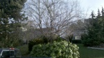 tree pruning-before