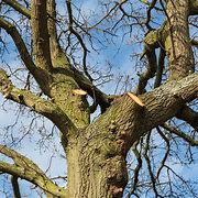 Deadwooding and Deadwood Removal