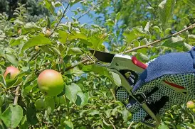 Fruit Tree Pruning