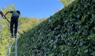 Hedge Maintenance