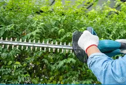 Ornamental Pruning