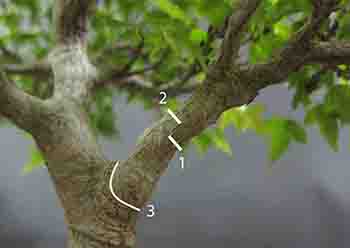 tree service pruning guide