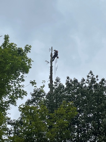 Tree Removal